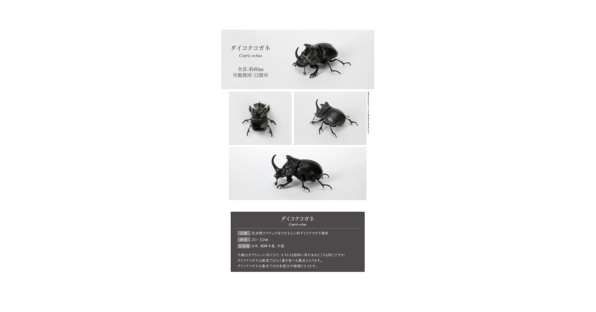 Amazon.co.jp: いきもの大図鑑 かぶとむし05 ダイコクコガネ